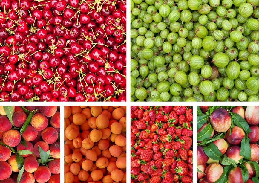 Printre cele mai căutate produse de sezon la Centrul Agro Transilvania se numără căpșunile, cireșele, caisele și pepenele verde.| Foto: Centrul Agro Transilvania Cluj SA – Facebook