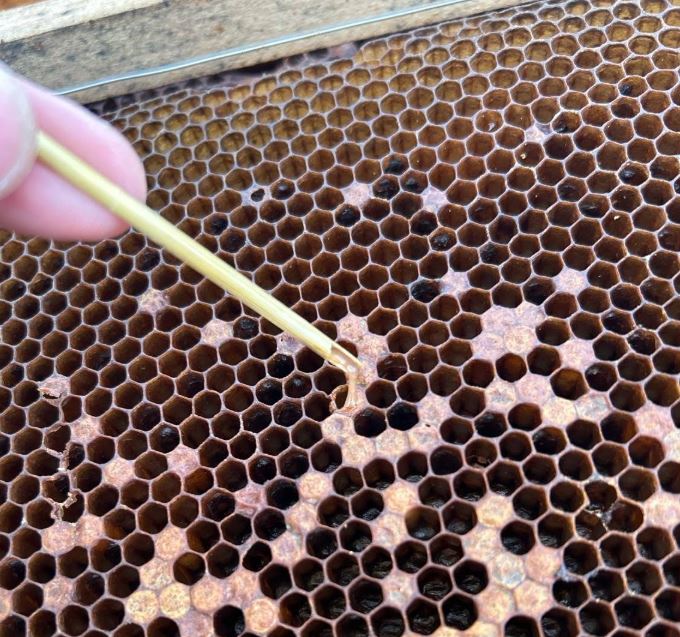 Focar de Loca americană în județul Cluj! Apicultorii, în alertă: stupi arși pentru a scăpa de boala contagioasă.|Foto:  Dan Dfg-Apicultori începători – Facebook