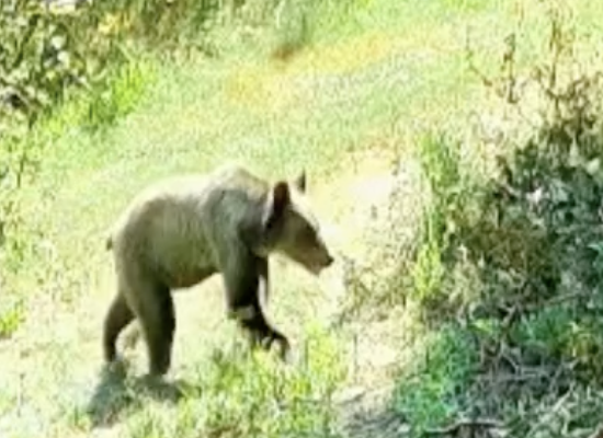Urs surprins lângă o gospodărie din Cluj. Animalul a intrat într-o livadă în căutare de hrană!
