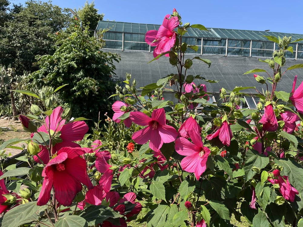 Colecțiile de Canna și Hibiscus moscheutos sunt în plină înflorire la Grădina Botanică „Alexandru Borza” din Cluj-Napoca / Foto: Grădina Botanică „Alexandru Borza”- Facebook