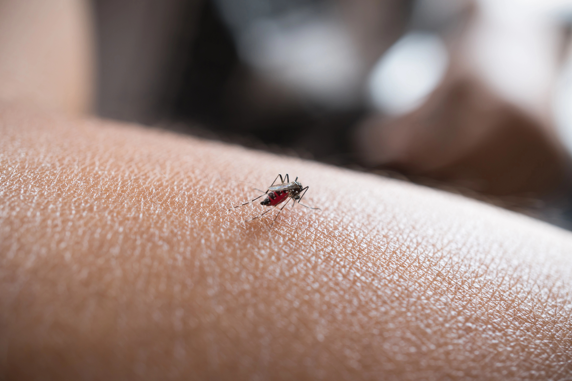 Aproape 60 de cazuri de West Nile în România | Foto: DepositPhotos.com