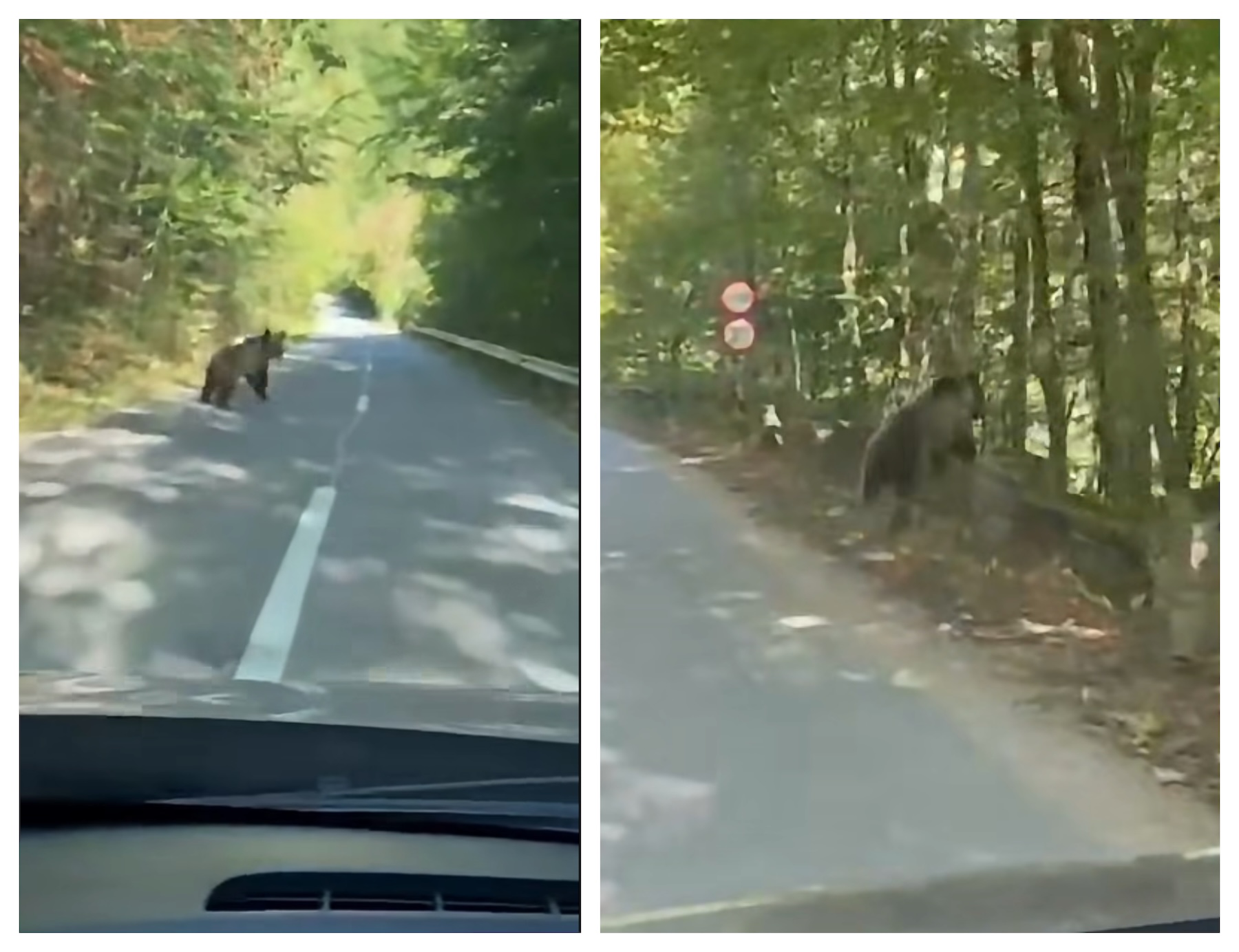 Urs văzut în zona „Coada lacului Tarnița” | Foto: Captură video Facebook, Andrei Mihai