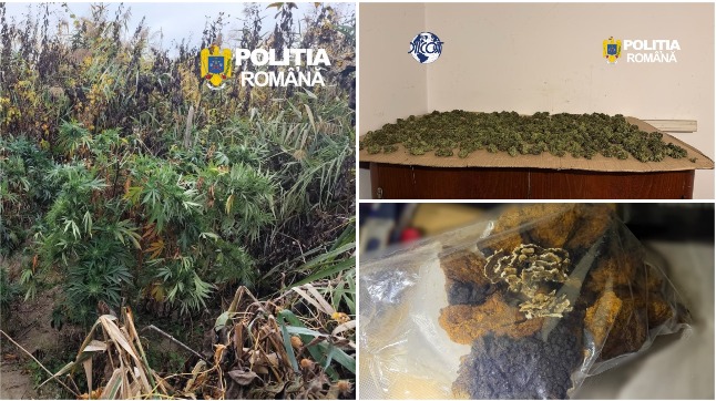 Patru clujeni, arestați într-un dosar de trafic de droguri. 60 kg de canabis, descoperite la percheziții / Foto: DIICOT