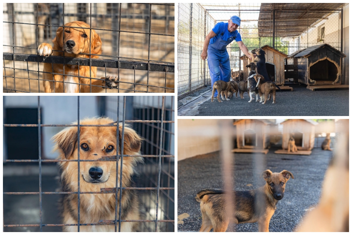 Aproape 300 de câini au fost adoptați la Cluj-Napoca în primele nouă luni și jumătate ale anului 2026 | Foto: Primăria Cluj-Napoca