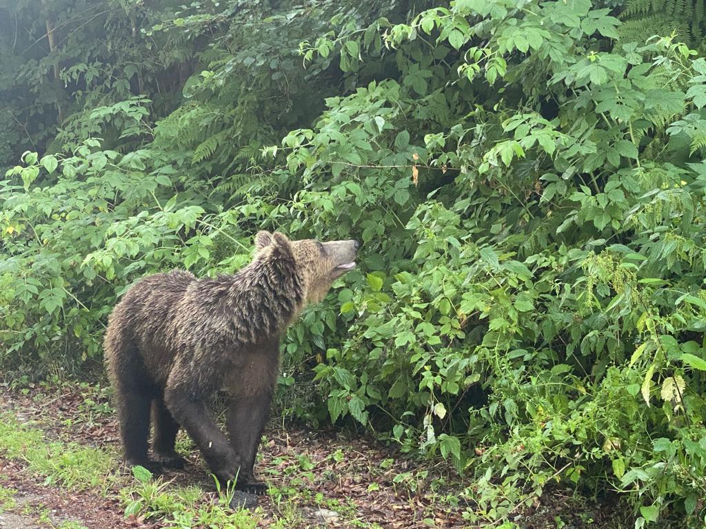 Urs, văzut lângă drum / Foto: monitorulcj.ro